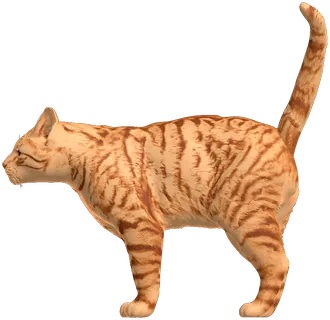 A red tabby leaning in from the other side.