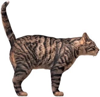 A brown tabby leaning in to sniff hello.