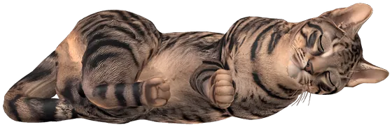 The tabby curled up asleep, paws tucked in.