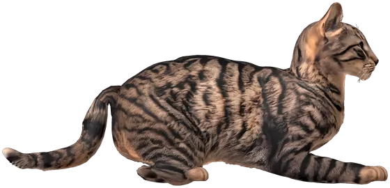 The tabby lying in a sphinx pose, head up.